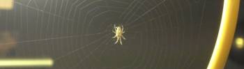 spinnenweb