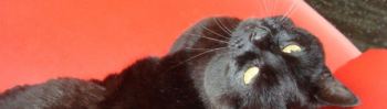 geschoren kat