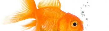 deze goudvis staat op de nationale uitrustweek-website. Ze hebben ook een kopje thee, een hoofdkussen en een loofboom in de aanbieding voor de vermoeiden.