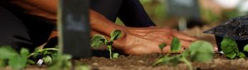 michelle obama en haar tuin op 31 maart