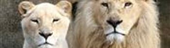 ouwehands dierenpark